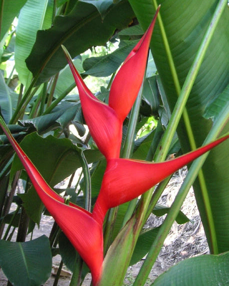 Heliconia Bucky