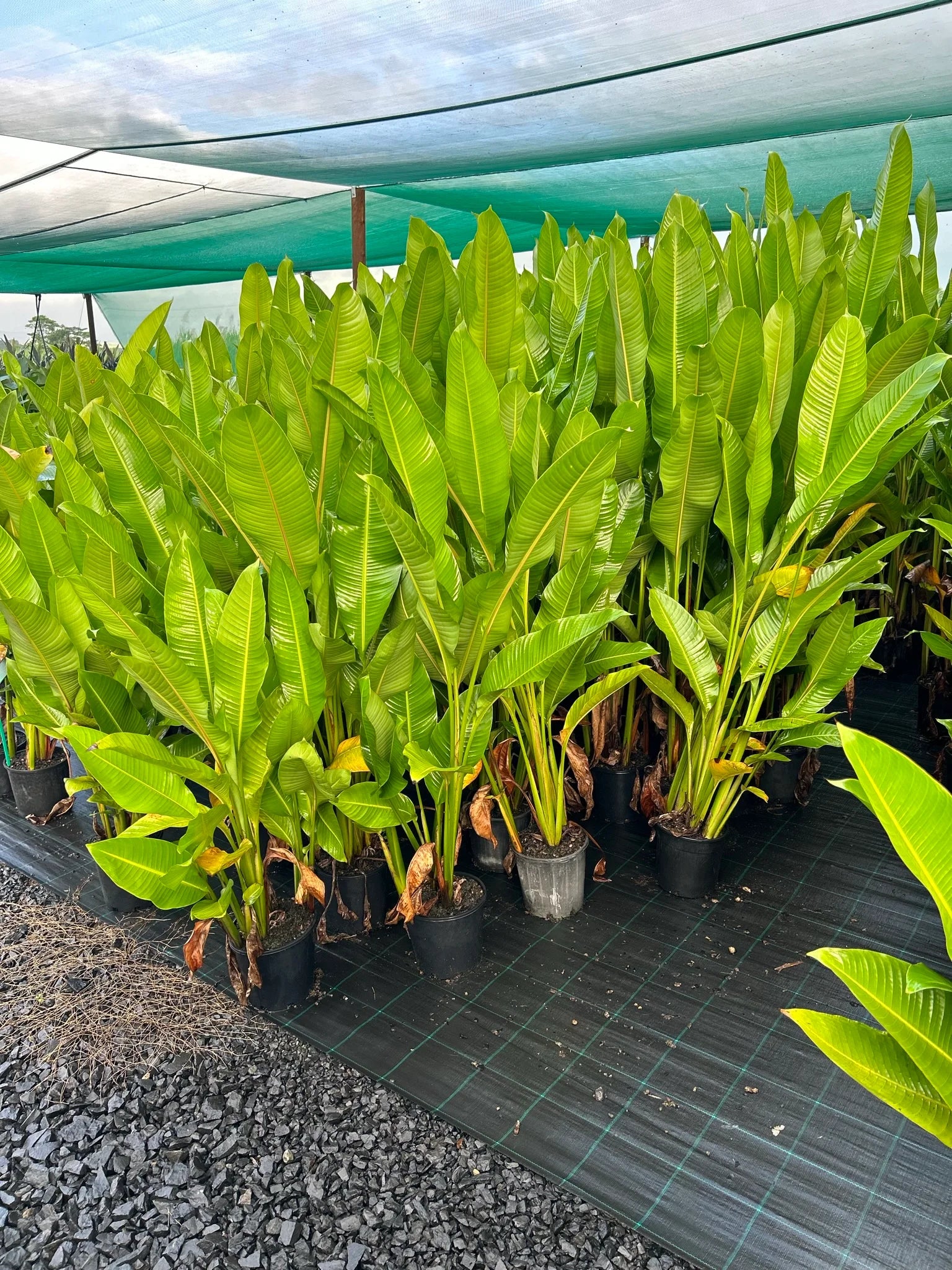 Heliconia Firebird 200mm