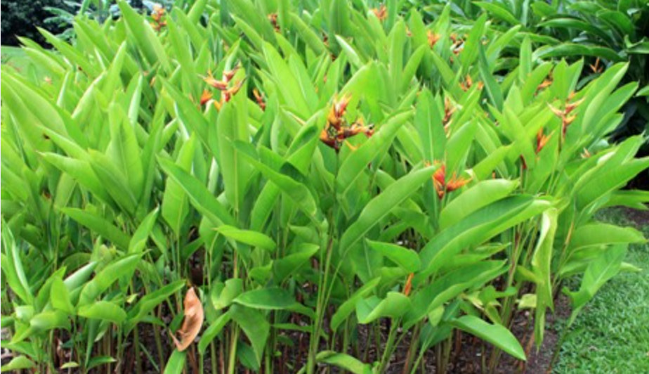 Heliconia Golden Torch Adrian