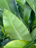Heliconia Hot Rio Nights