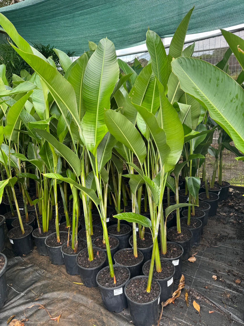 Heliconia Hot Rio Nights