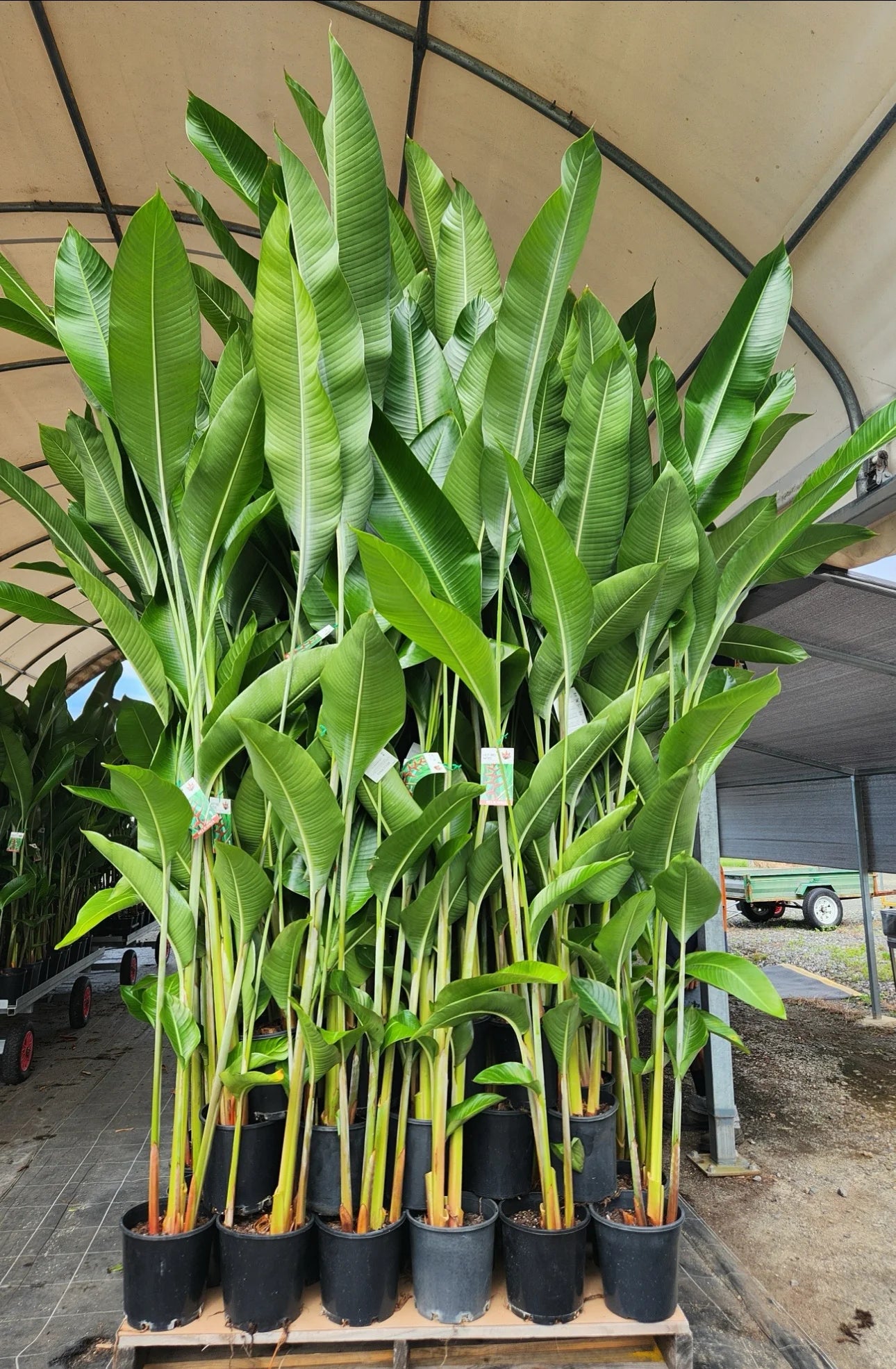 Heliconia Hot Rio Nights