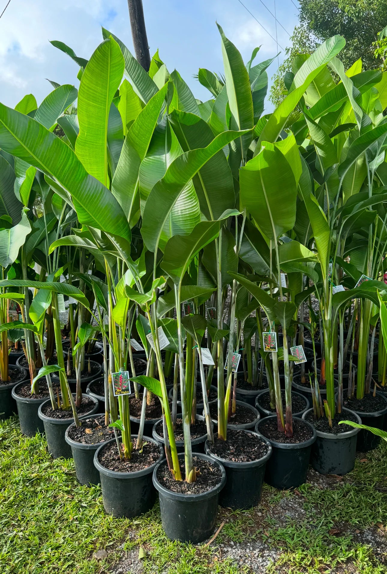 Heliconia Hot Rio Nights