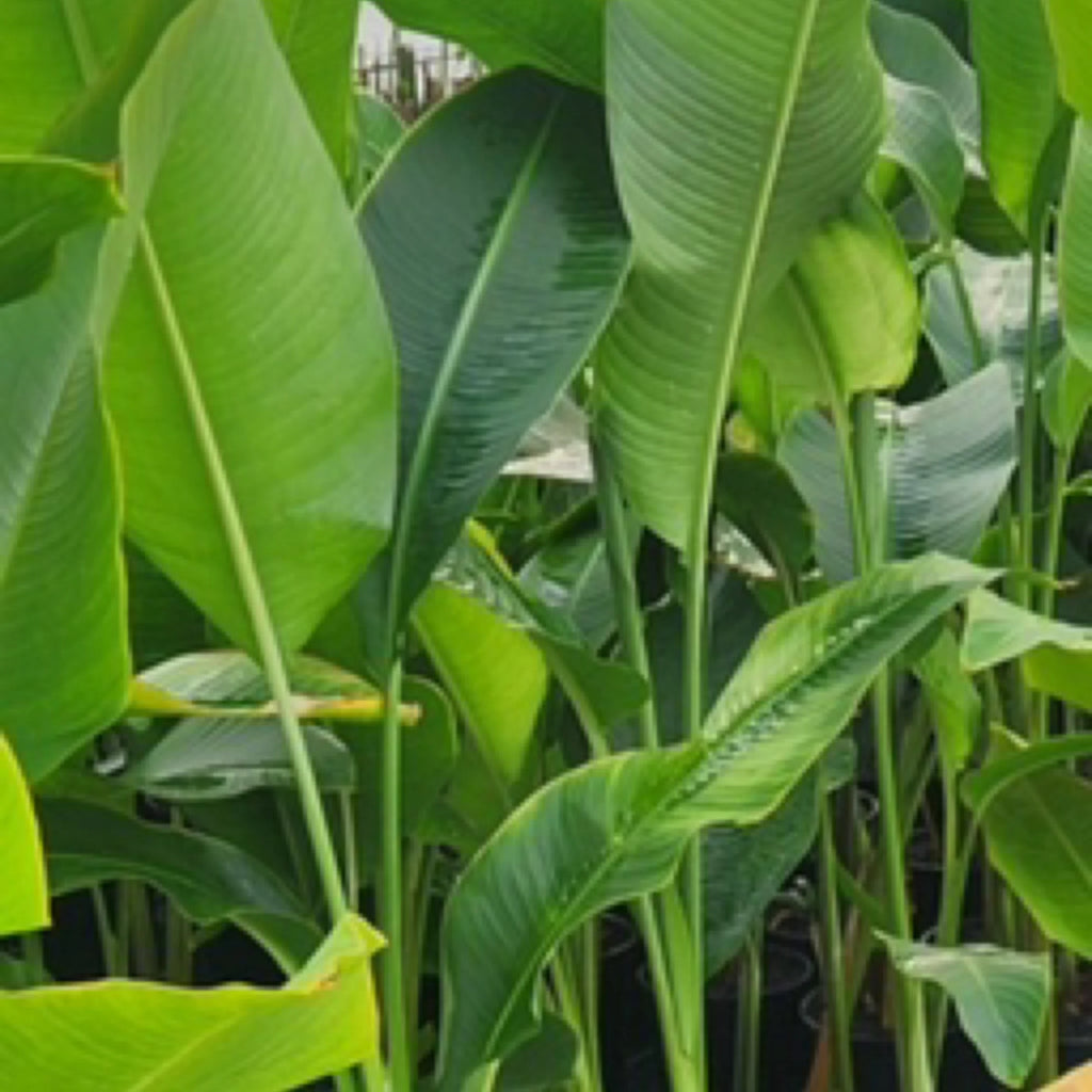 Heliconia Kawauchi