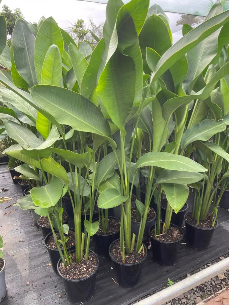 Heliconia Rauliniana