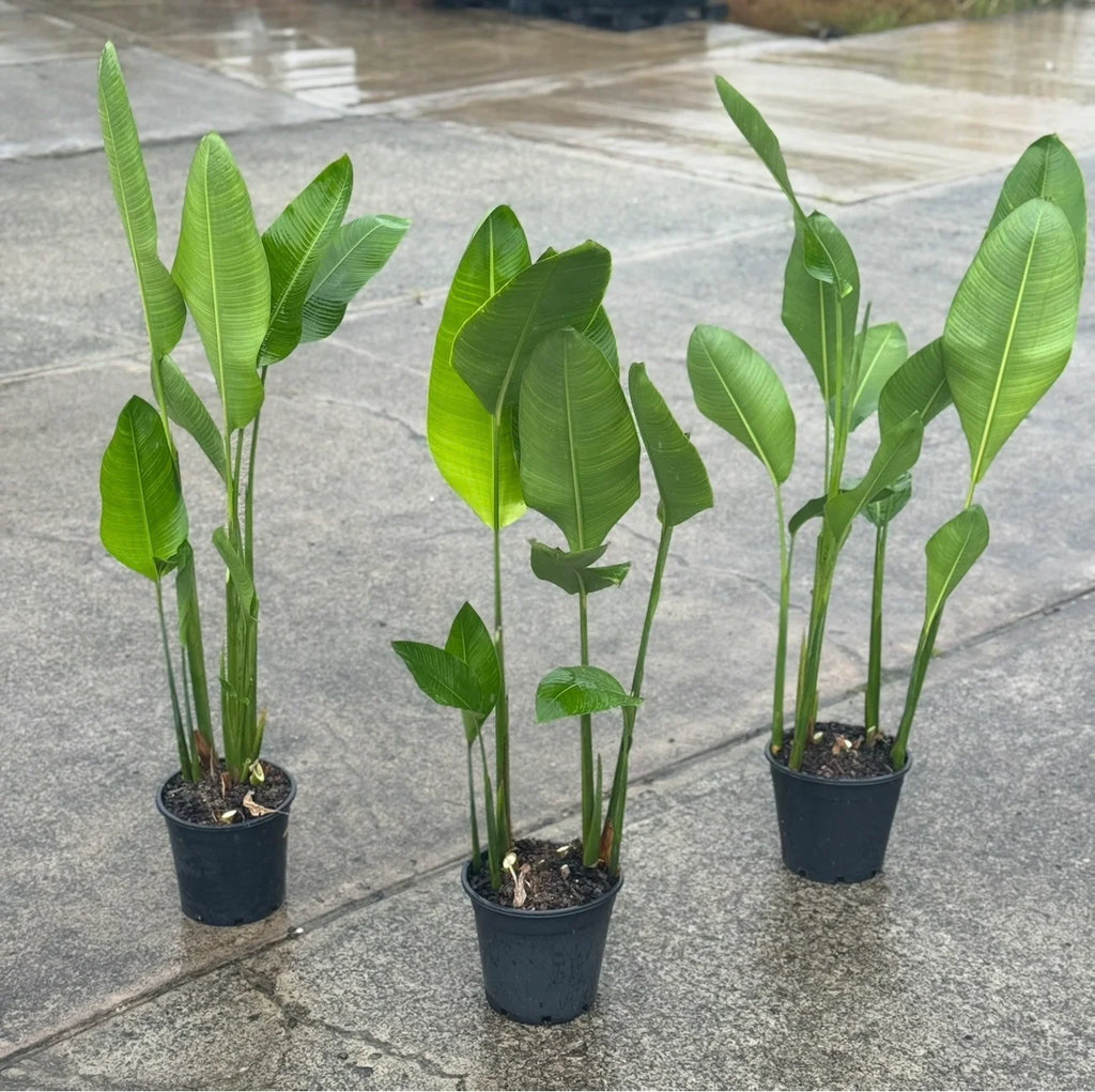 Heliconia Rauliniana