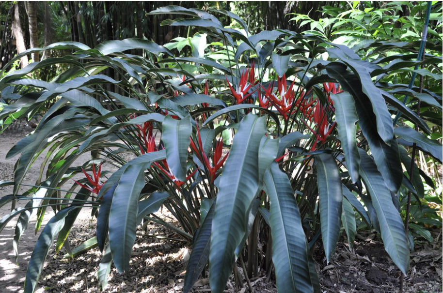 Heliconia Red Christmas