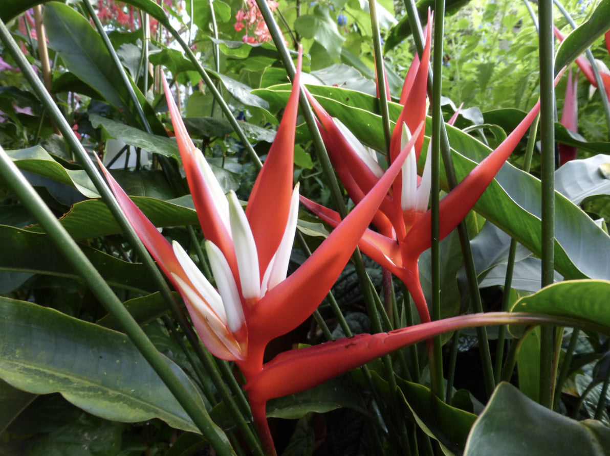 Heliconia Red Christmas