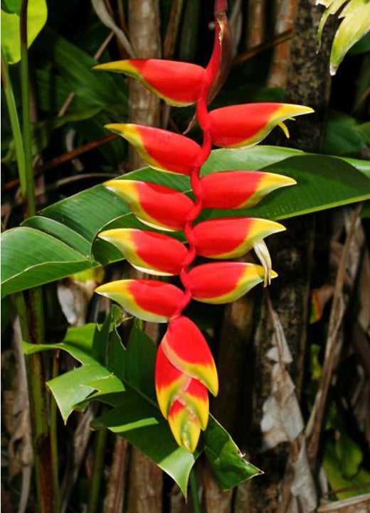 Heliconia Rostrata