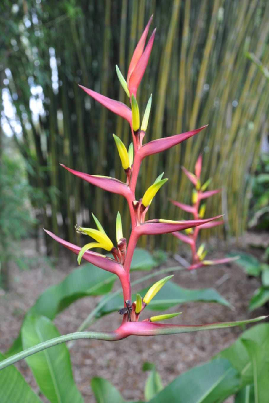 Heliconia Subulata