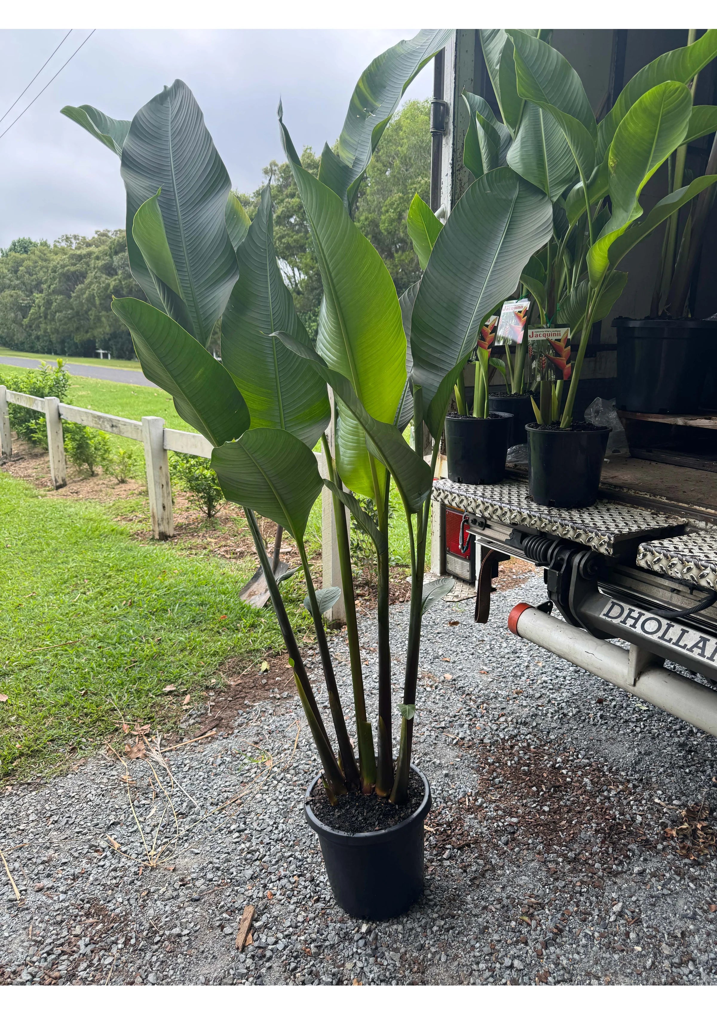 Heliconia Black Cherry