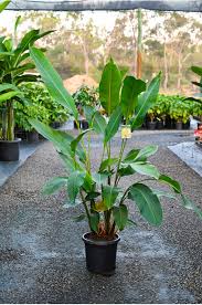 Heliconia Yellow Dancer