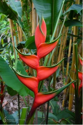 Heliconia Hong Kong Claw