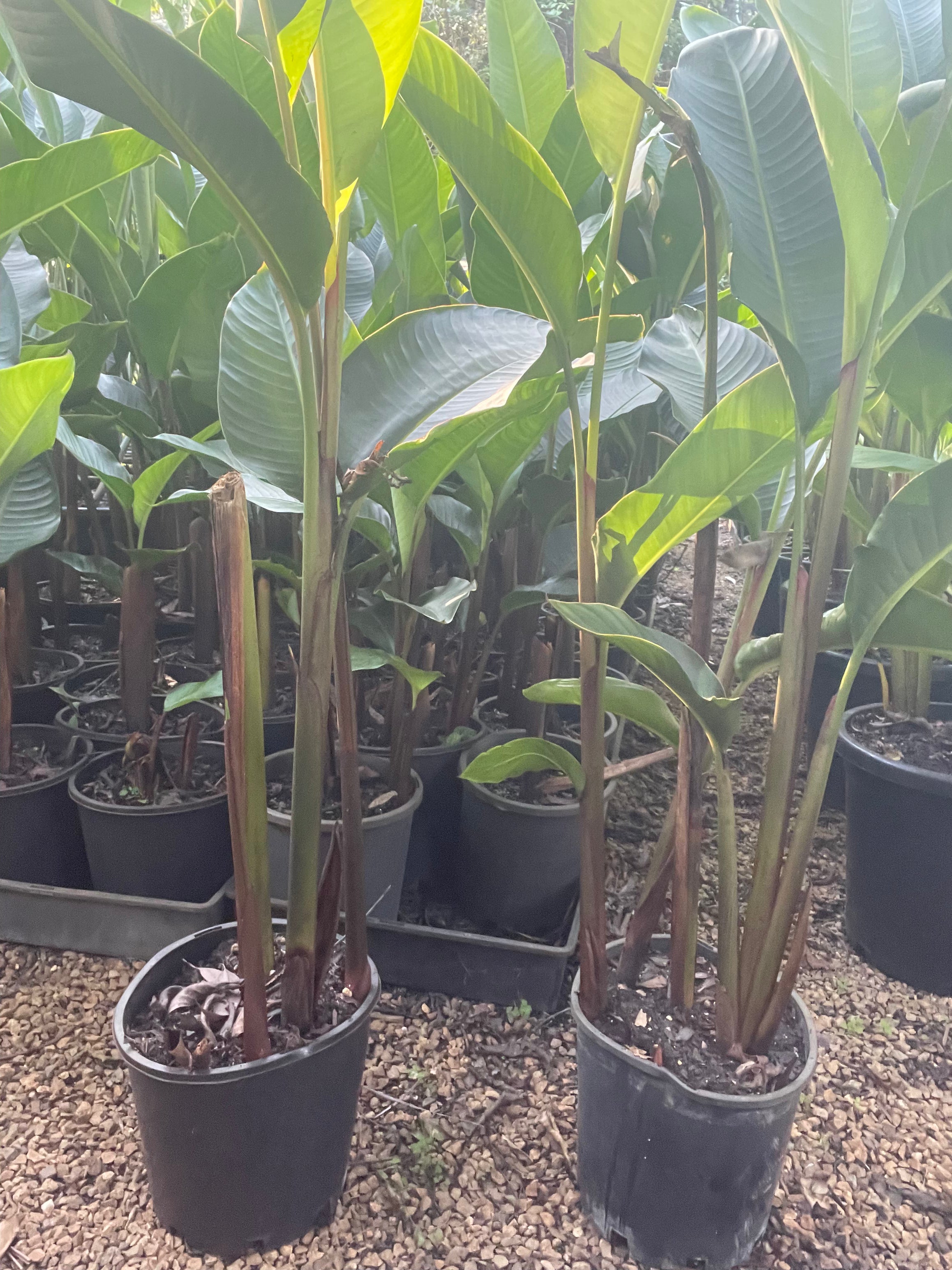Heliconia Papsiana