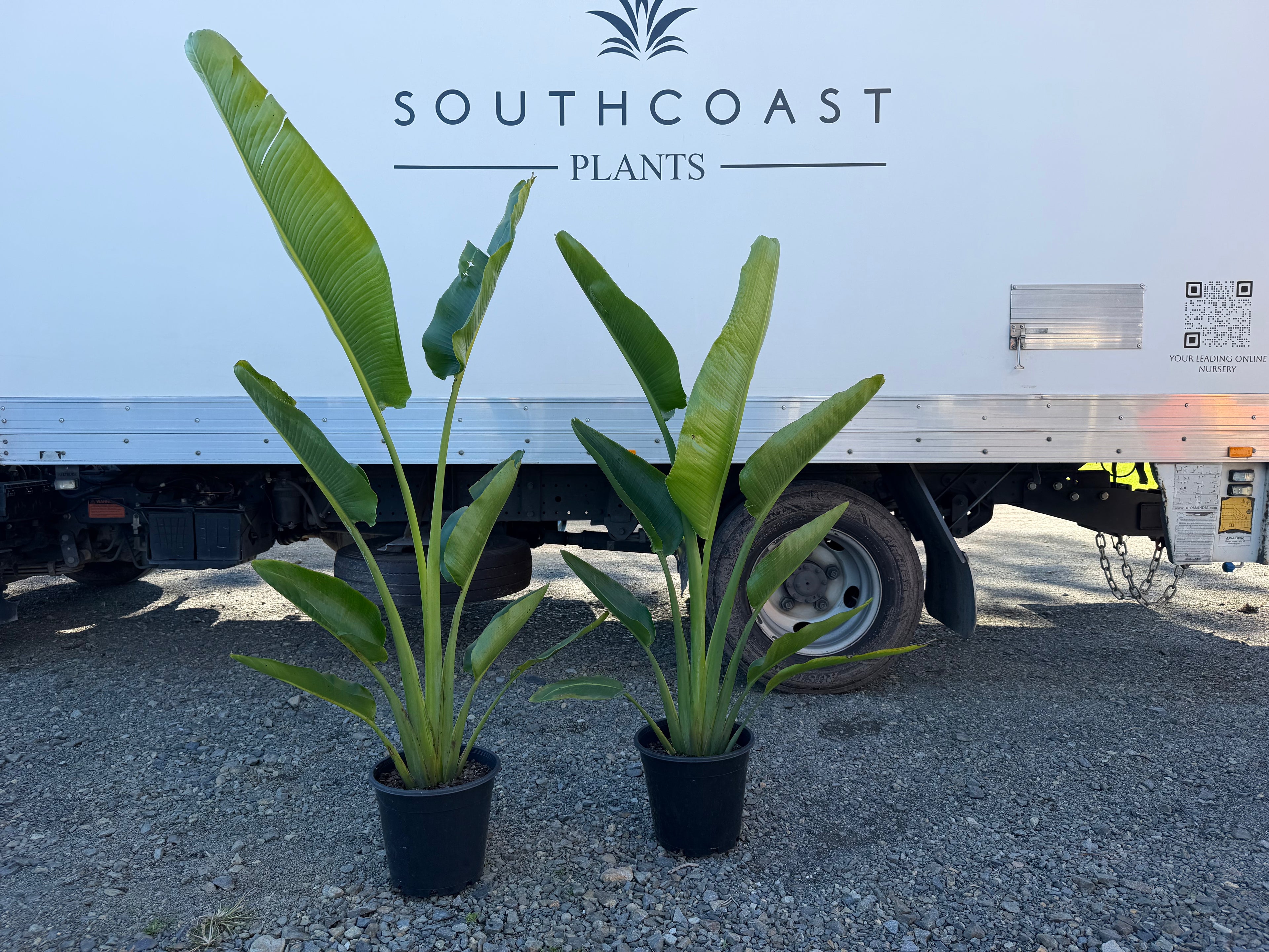 Traveller’s Palm | Ravenala madagascariensis
