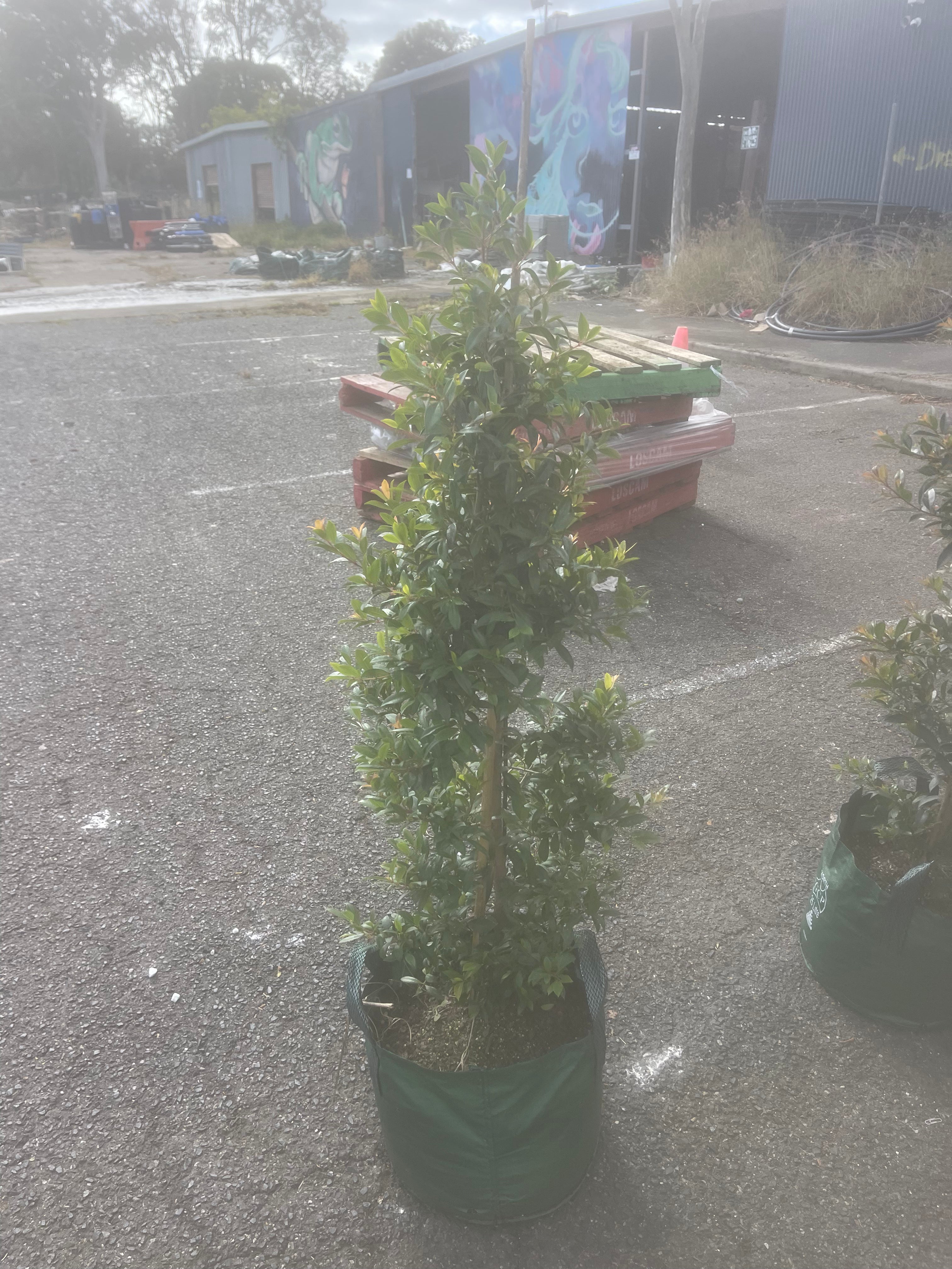 Lilly Pilly | Syzygium australe Select