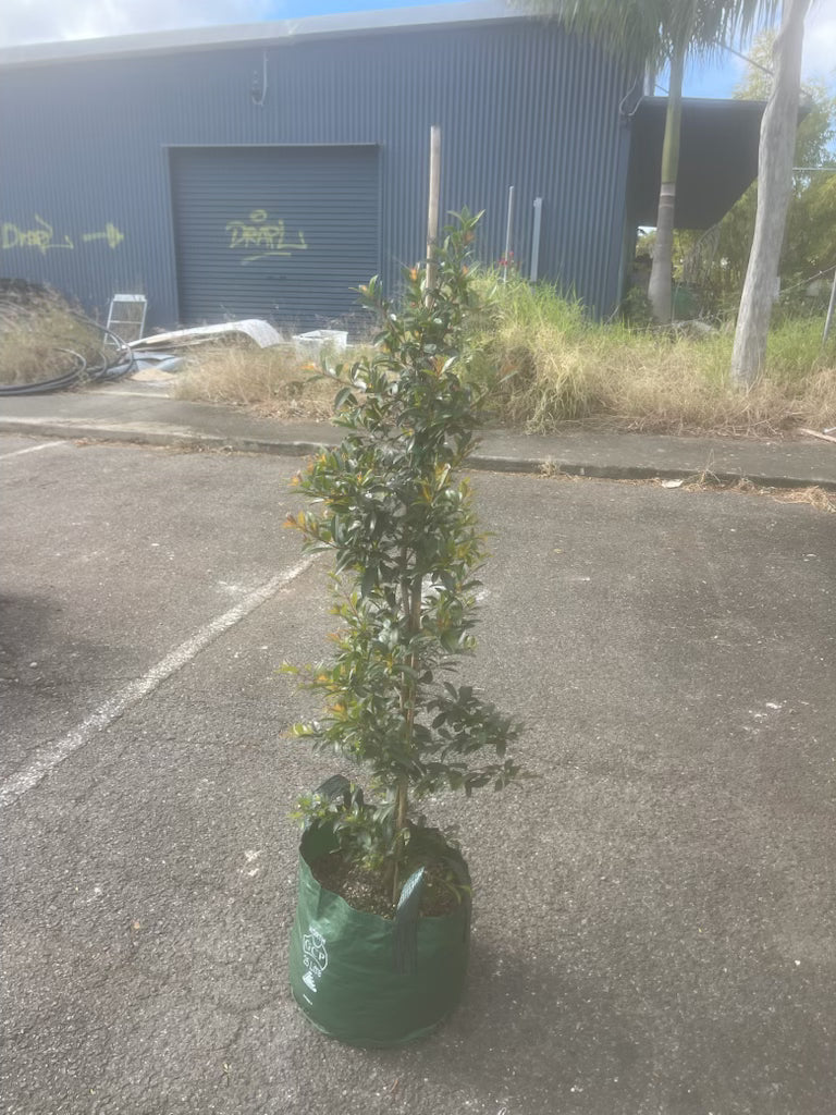 Lilly Pilly | Syzygium australe Select