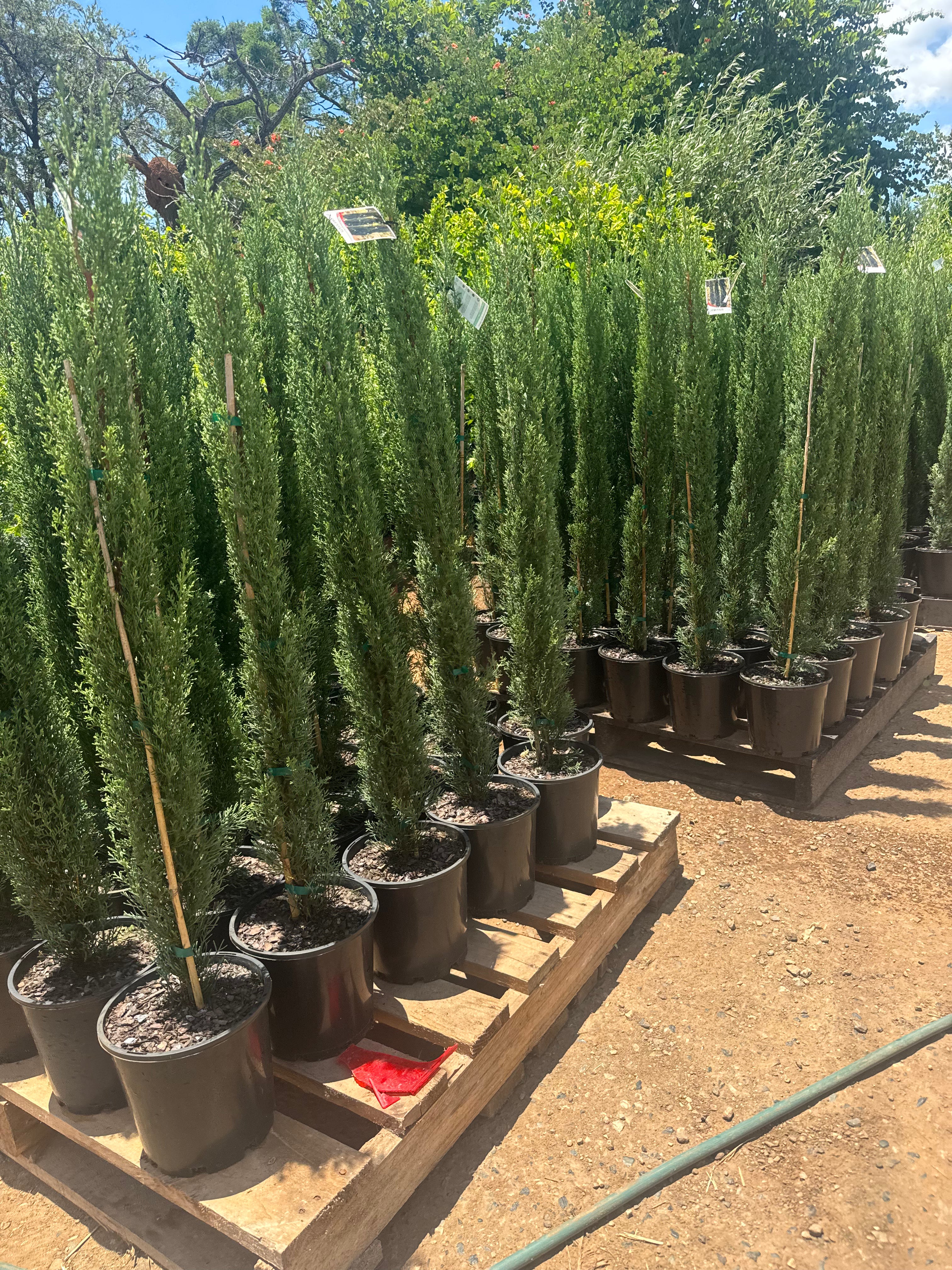Cupressus sempervirens Glauca | Italian Pencil Pine