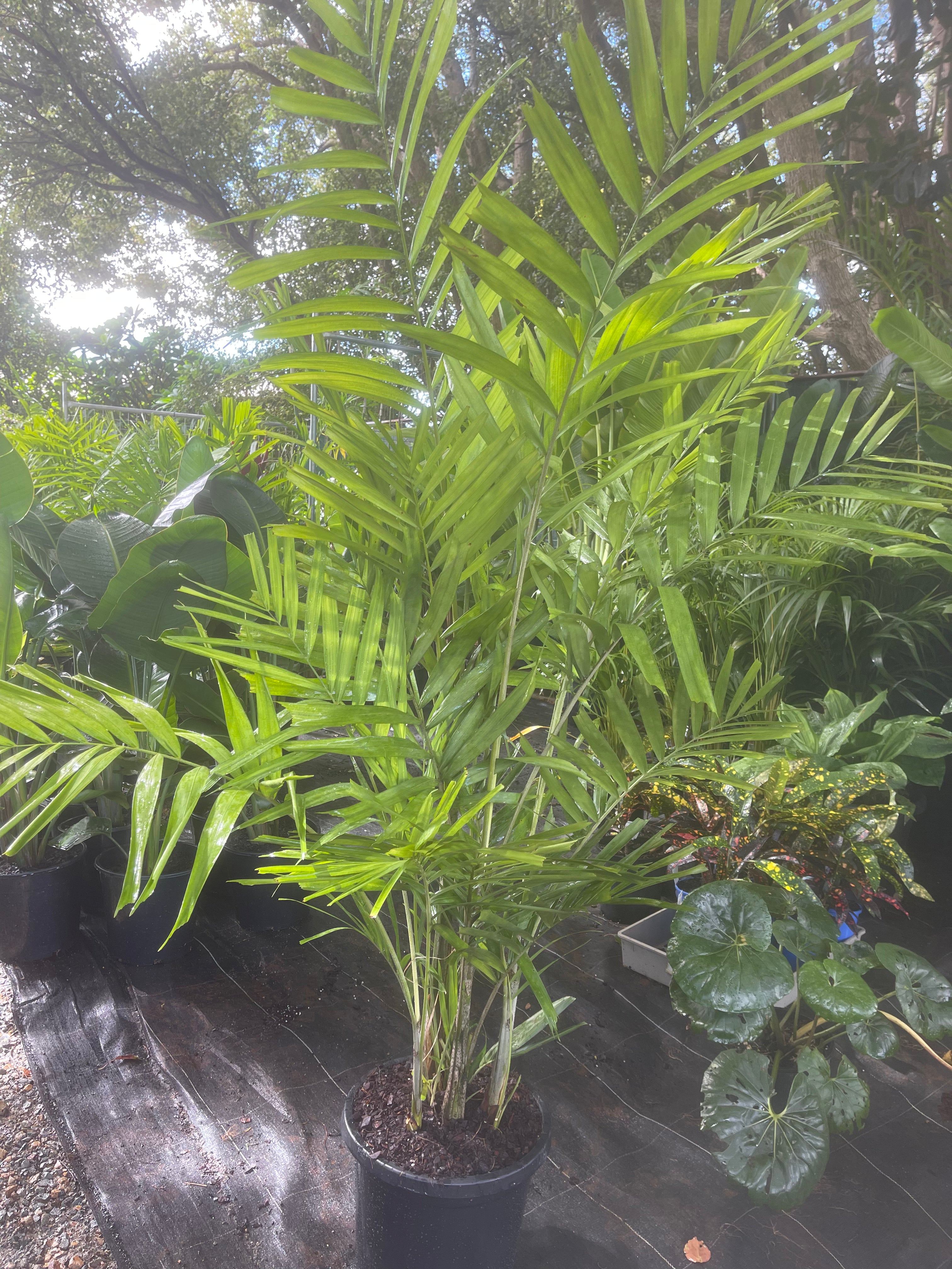 Macarthur Palm | Ptychosperma macarthurii