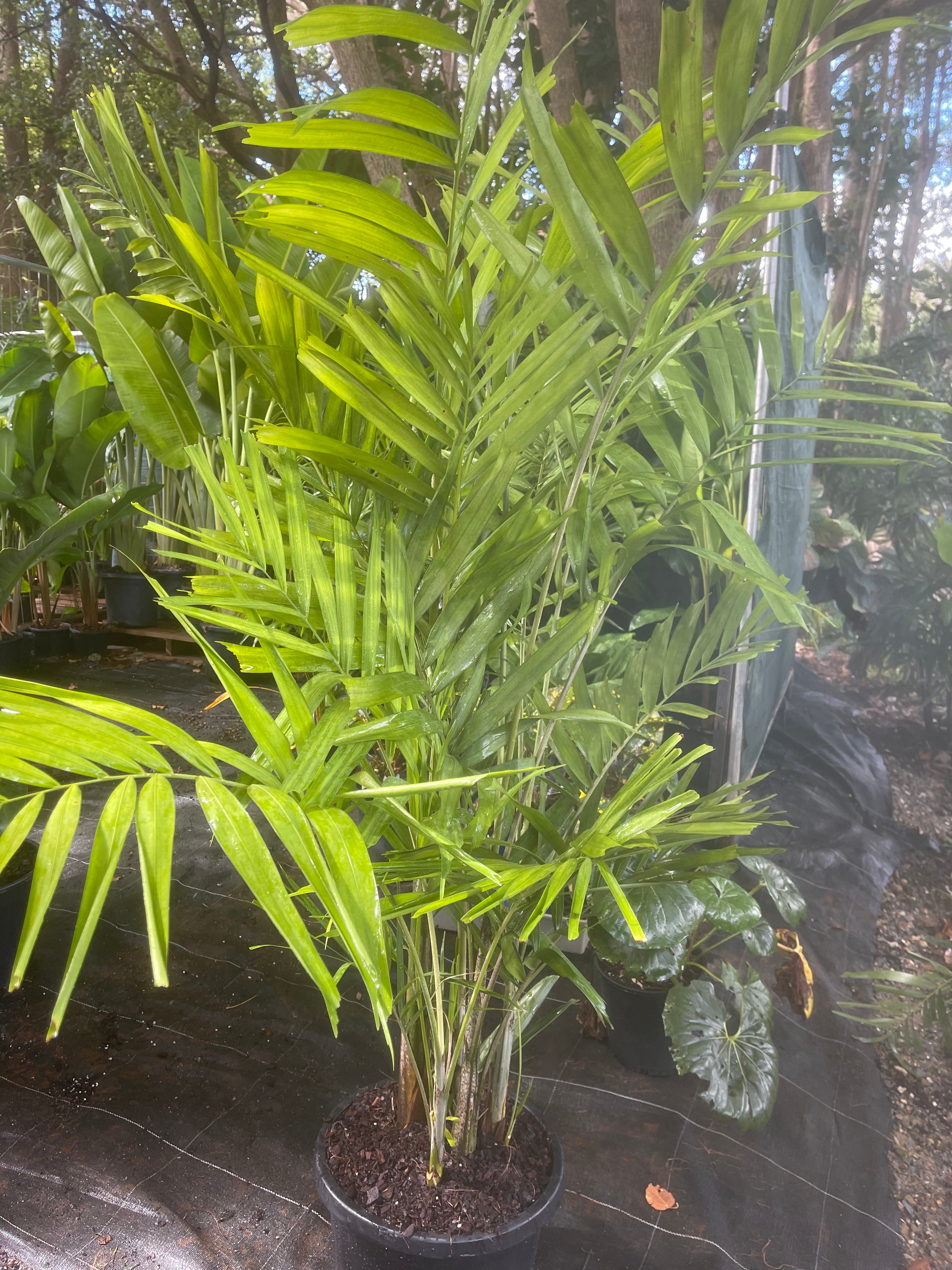 Macarthur Palm | Ptychosperma macarthurii