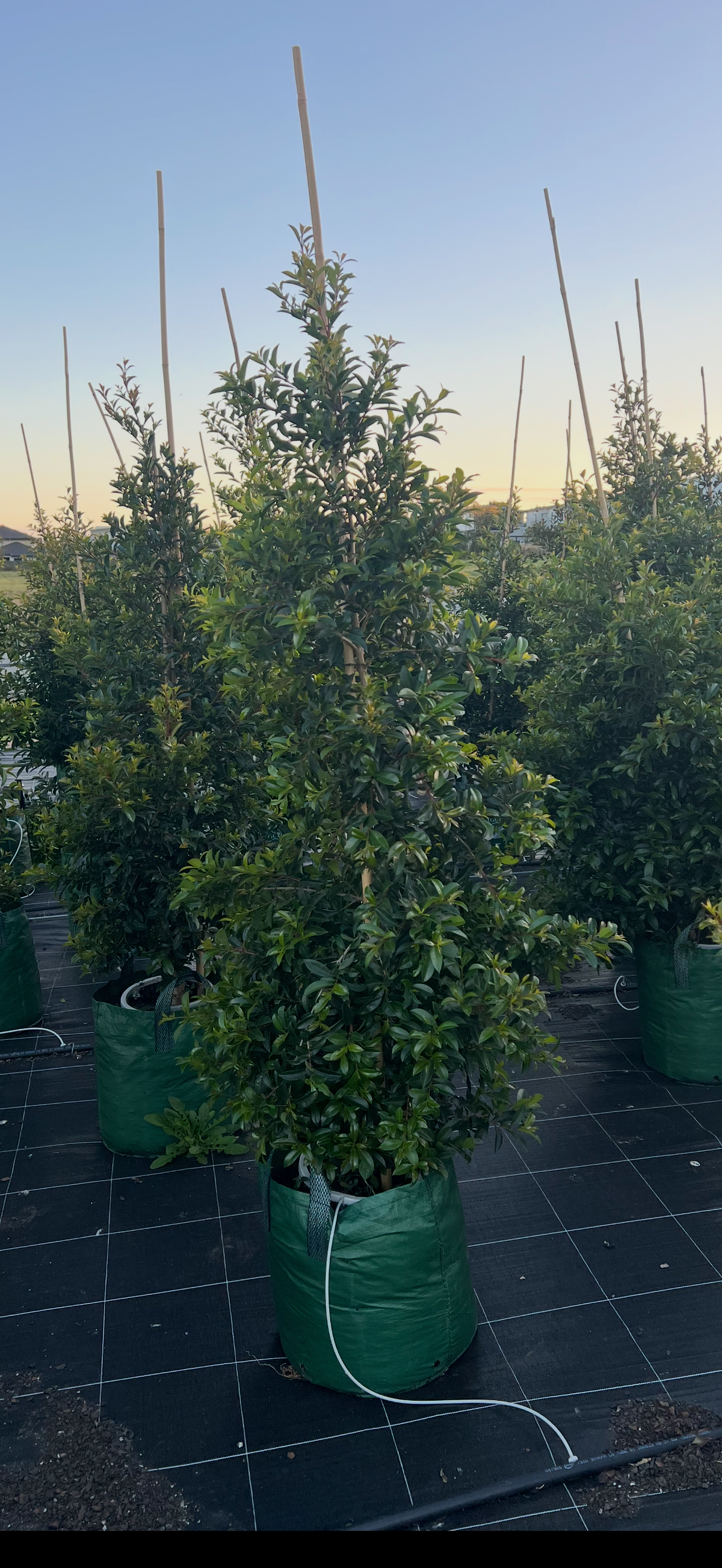 Lilly Pilly | Syzygium Australe Resilience