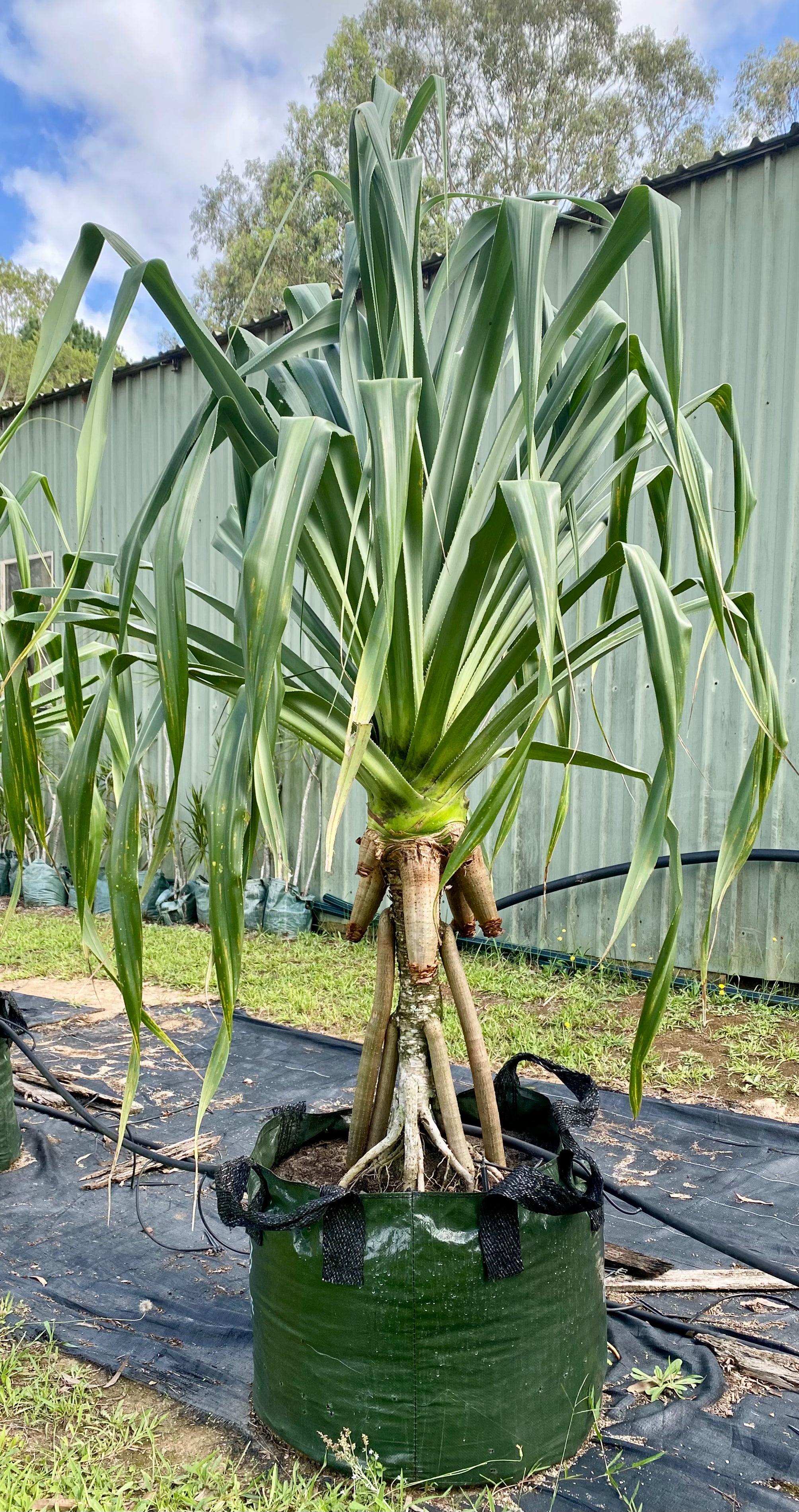 Pandanus pedunculatus | Native Screw Pine