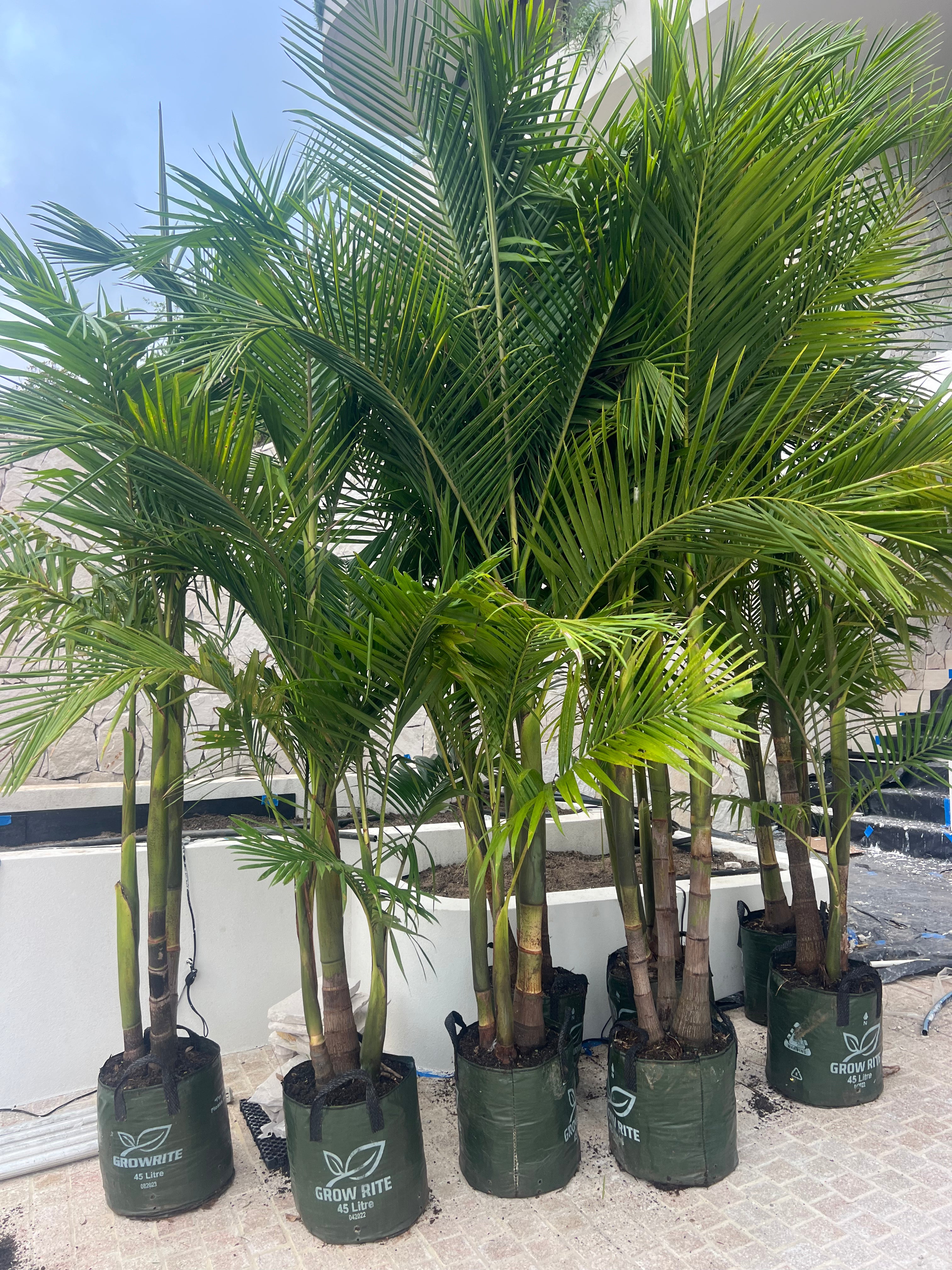 Archontophoenix Cunninghamiana | Bangalow Palm