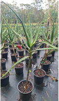 Tree Aloe | Aloe barberae