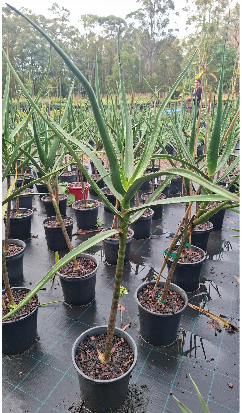 Tree Aloe | Aloe barberae