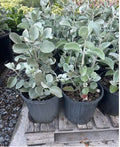 Kalanchoe ‘Silver Spoons’