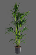 Kentia Palm | Howea forsteriana