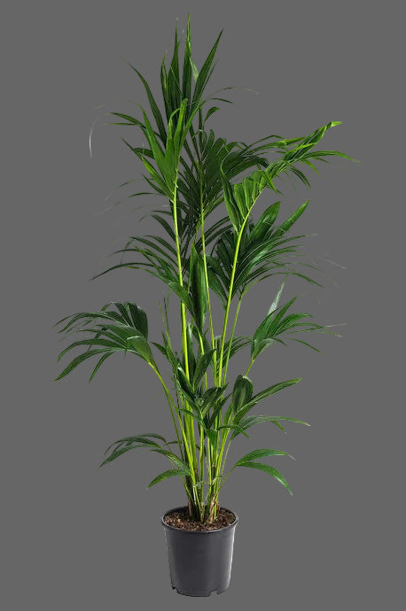 Kentia Palm | Howea forsteriana