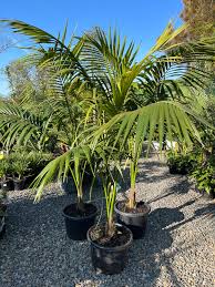 Kentia Palm | Howea forsteriana