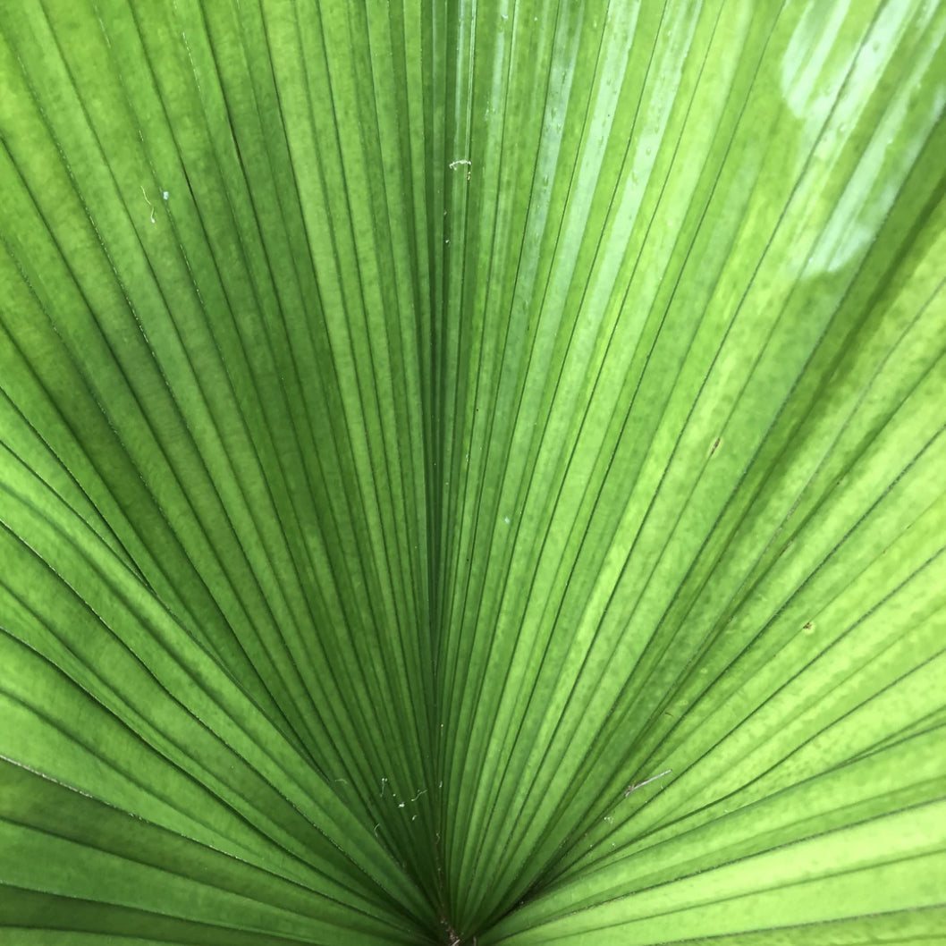 Licuala Elegans