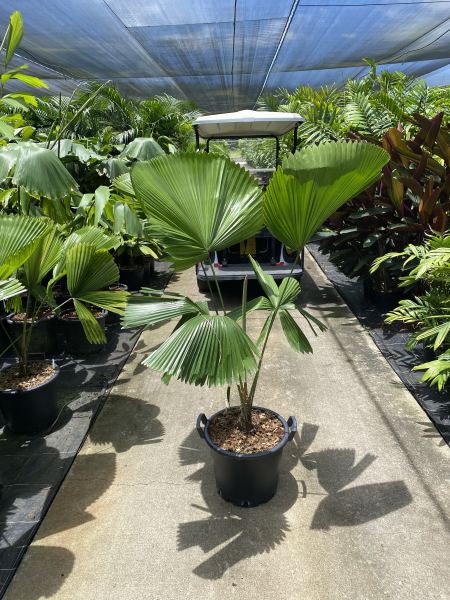 Licuala Elegans