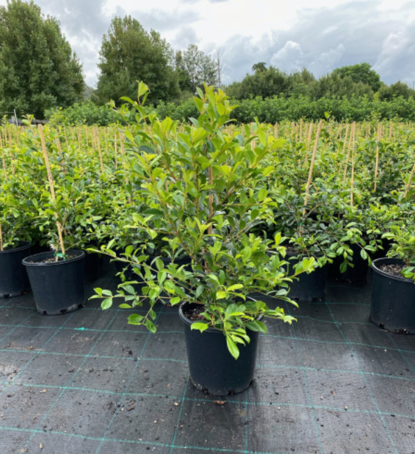 Lilly Pilly | Syzygium Australe Resilience