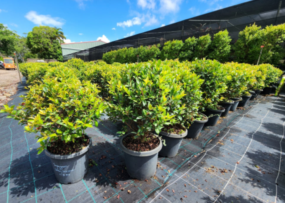 Lilly Pilly | Syzygium australe Baby Boomer