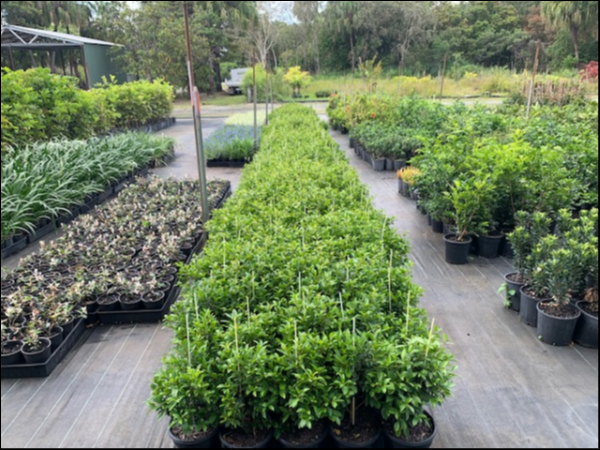 Lilly Pilly | Syzygium australe Baby Boomer