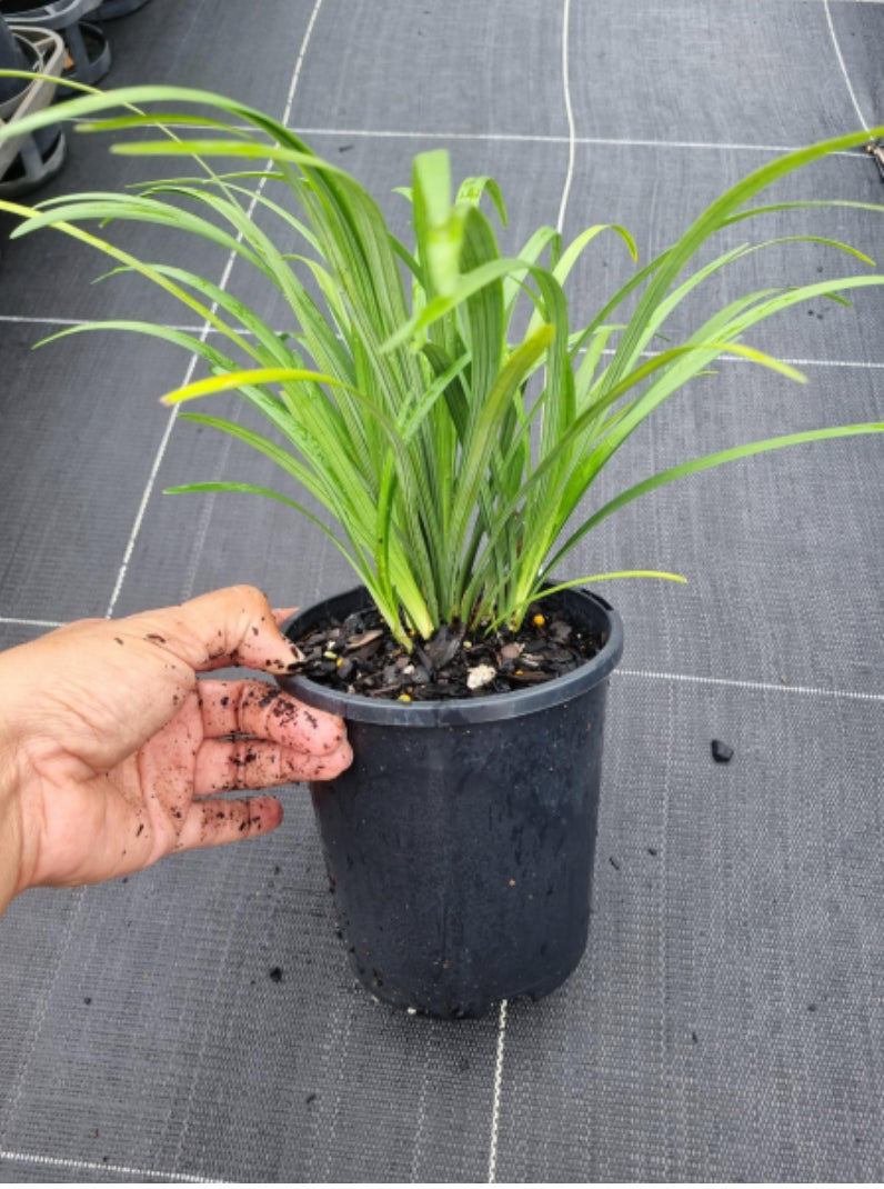Liriope