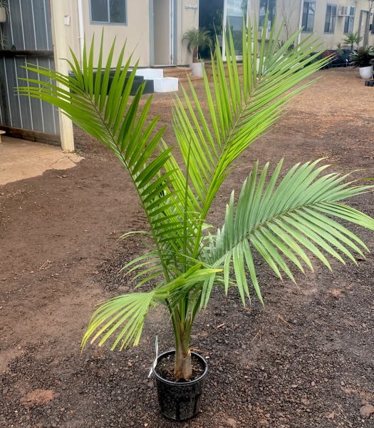 Majestic Palm | Ravenea rivularis