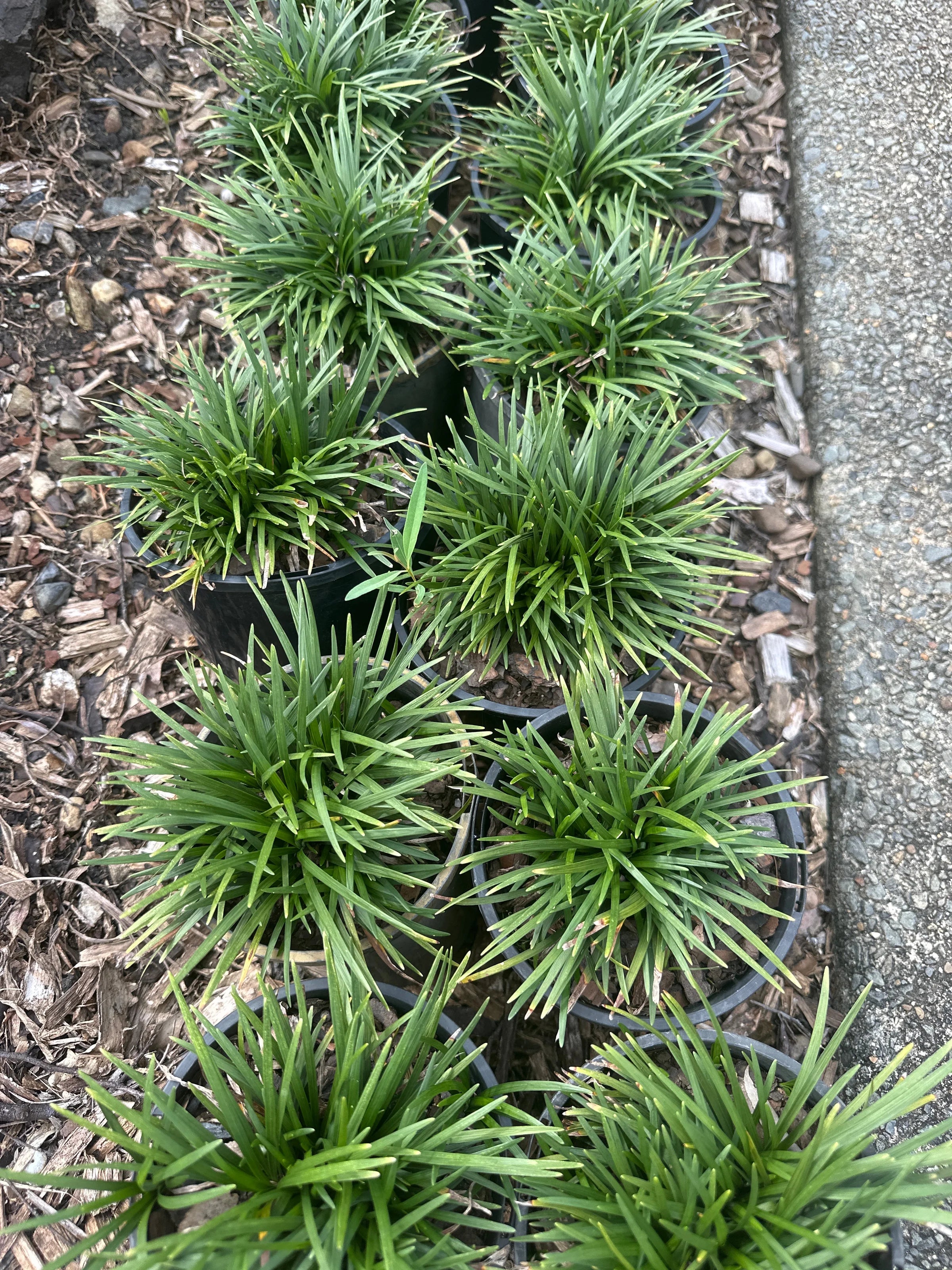 Mondo Grass | Ophiopogon japonicus
