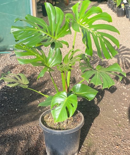 Monstera deliciosa