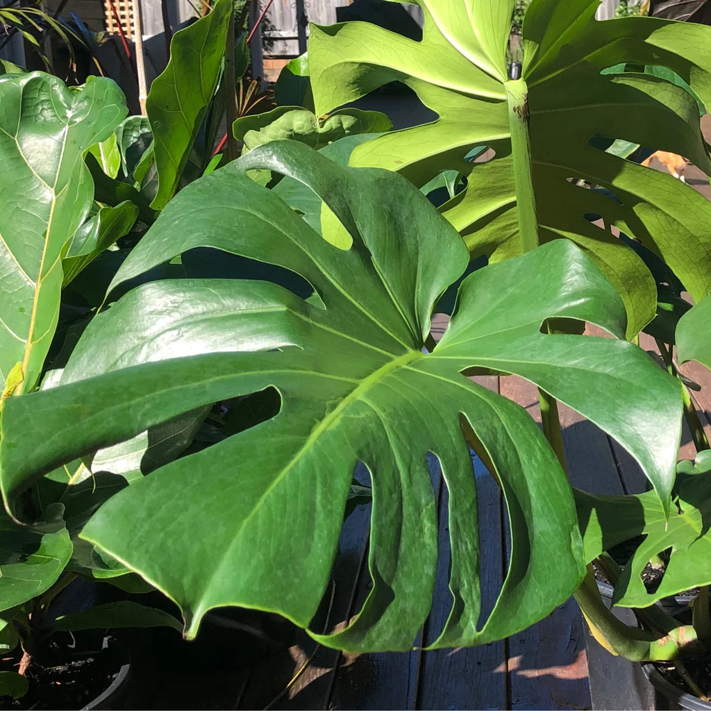 Monstera deliciosa