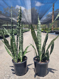 Mother in Law | Sansevieria trifasciata