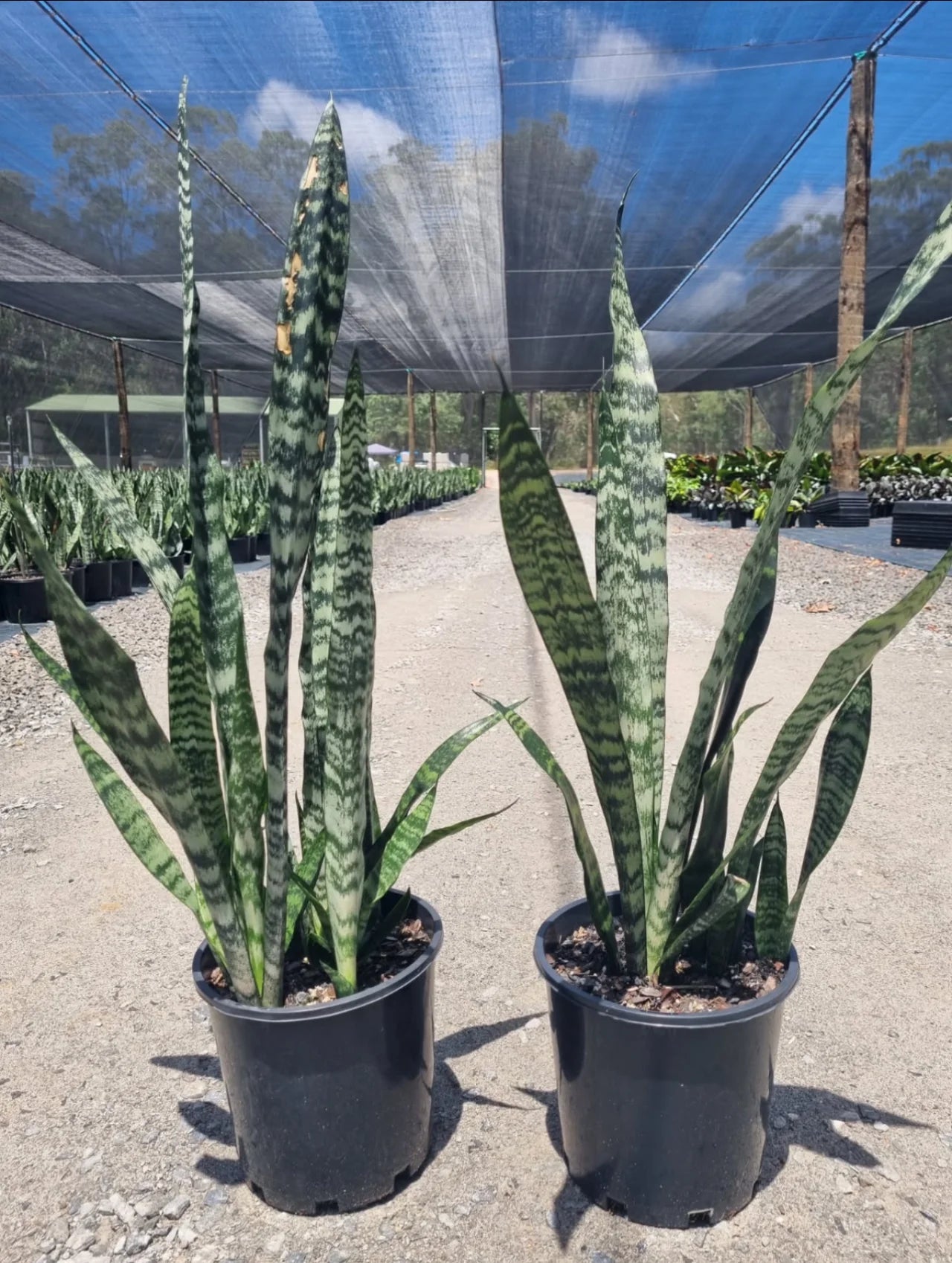 Mother in Law | Sansevieria trifasciata