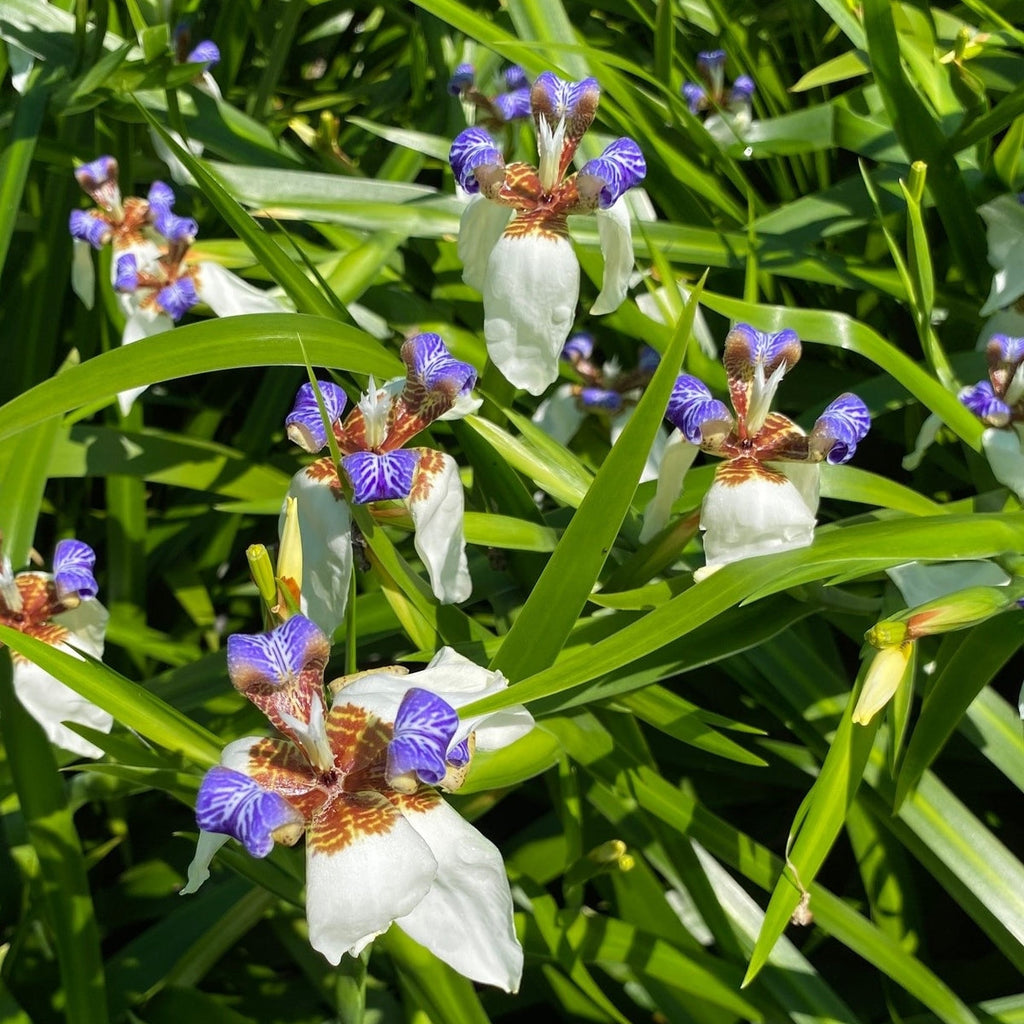 Neomarica Gracilis | Walking Iris
