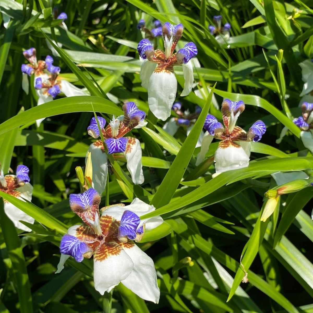 Neomarica Gracilis | Walking Iris