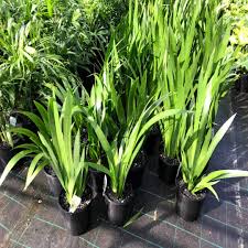 Neomarica Gracilis | Walking Iris