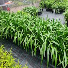 Neomarica Gracilis | Walking Iris