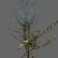 Olive trees